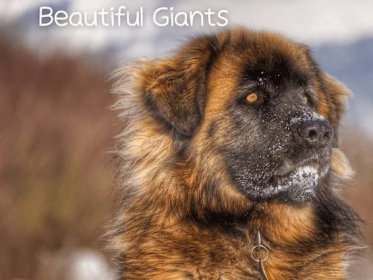 Leonberger: One of the Largest Dogs in the World