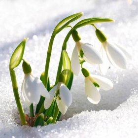 Fototapeta Jarní sněženka květiny