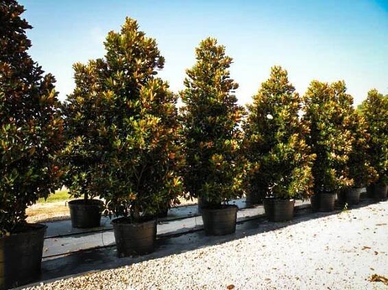 Magnolia grandiflora bush