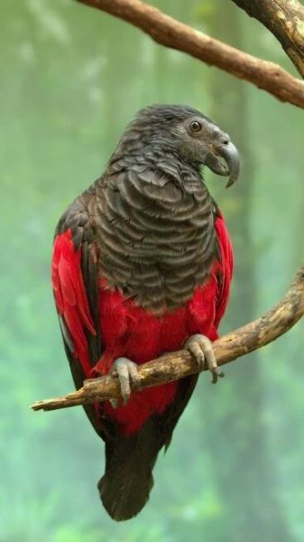 10 rarest and most beautiful parrots in the world