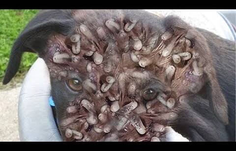 Mangoworm Removal Compilation, Rescue Dog Mangoworms, Vet Mangoworm Treatment