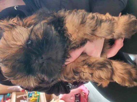 Prodej štěnat shih- tzu bez PP - foto 7