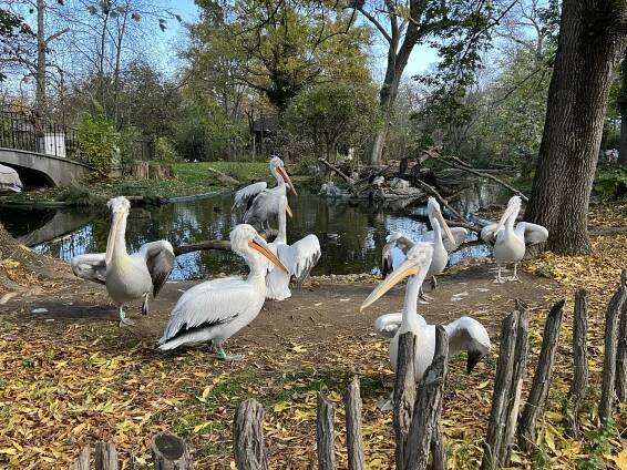 Zoo Schönbrunn