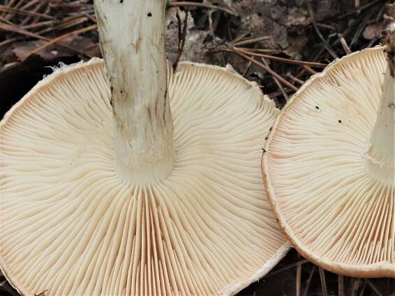 Leucocortinarius - bělopavučinec - myko.cz