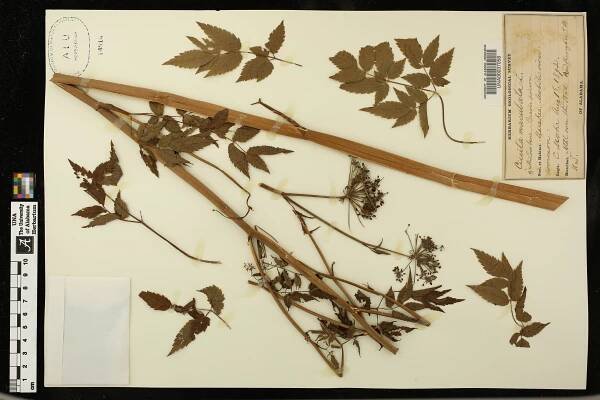Cicuta maculata - Species Page - APA: Alabama Plant Atlas 