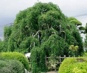 Sophora japonica Pendula - Okrasné dřeviny - 