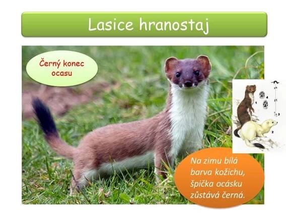 Lasicovití, medvědovití – Materiály pro žáky ZŠ
