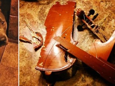 This dog ATE her owner’s violin