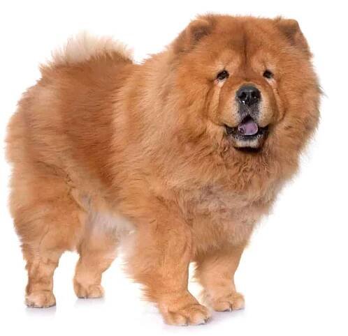 Chow-Chow Profil