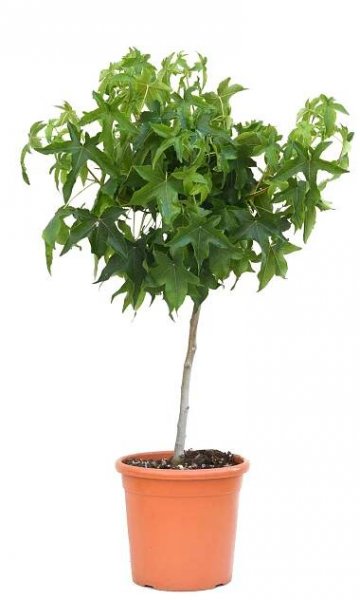 GROW by OBI Ambroň západní (Liquidambar Styraciflua) koule mini kmínek, kv. 9 l