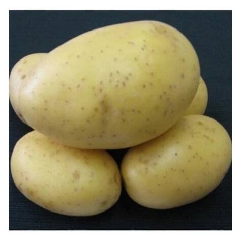Sadbové brambory Princess - Solanum tuberosum - 5 kg