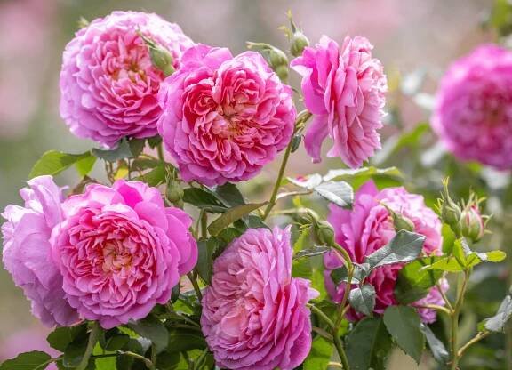 Pink roses