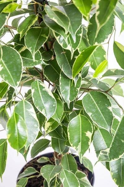 Fíkus, Ficus benjamina Golden King, panašovaný, skladem | ZAZUMi.cz