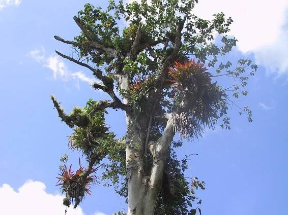 Soubor:Bromeliaceae20020312.JPG