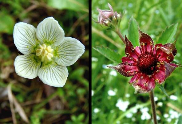 Tolije bahenní - Parnassia palustris, Dobrošov, 16.8.2006 a Mochna bahenní - Potentilla palustris, Olešenka, 25.6.2006 2