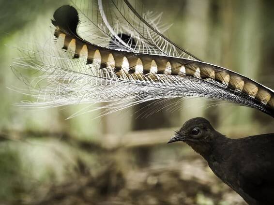 Superb Lyrebird, Menura novaehollandiae