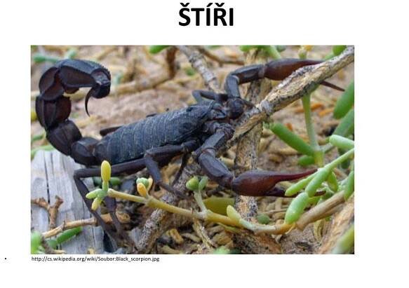 PPT - ČLENOVCI nejpočetnější skupina živočichů PowerPoint Presentation - ID:1867337