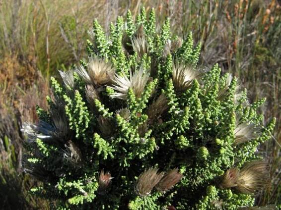 Phaenocoma prolifera