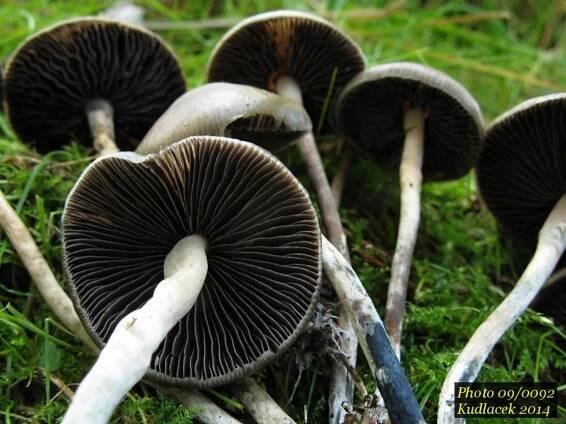 Lysohlávka tajemná česká - Psilocybe serbica var. bohemica - Kudluv fotoatlas hubKudluv fotoatlas hub