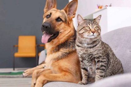 Kočka není pes aneb jak dát dva znepřátelené tvory dohromady, aby se z nich stali nejlepší kámoši?