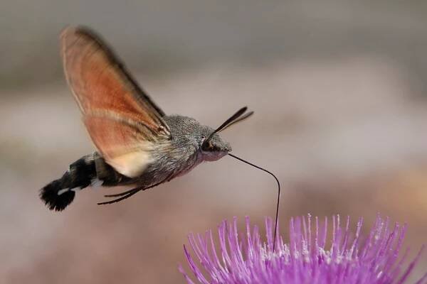 Obrázek - Macroglossum stellatarum (dlouhozobka svízelová) | BioLib.cz