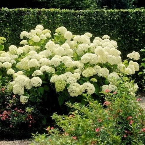 ballhortensie-annabelle-hortensie-hydrangea-arborescens-grobe-7384_600x600