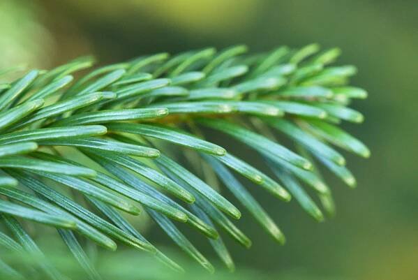 Jedle líbezná (Abies amabilis)