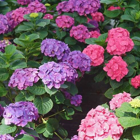 Close up of Let's Dance Big Band pink and purple flowers