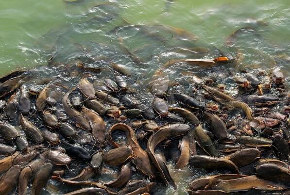 How much do catfish grow per year?