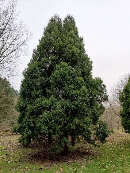 Austrocedrus chilensis