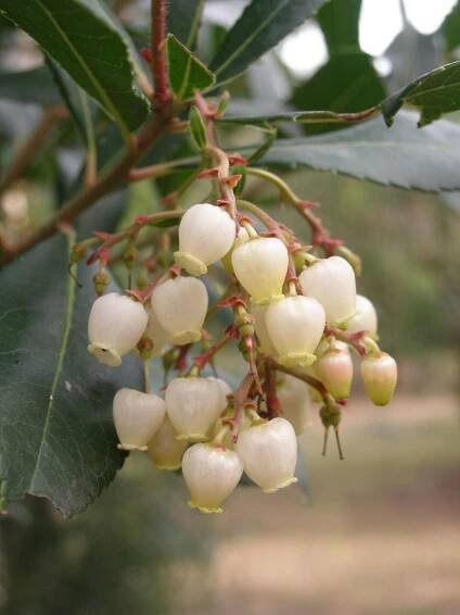Arbutus unedo