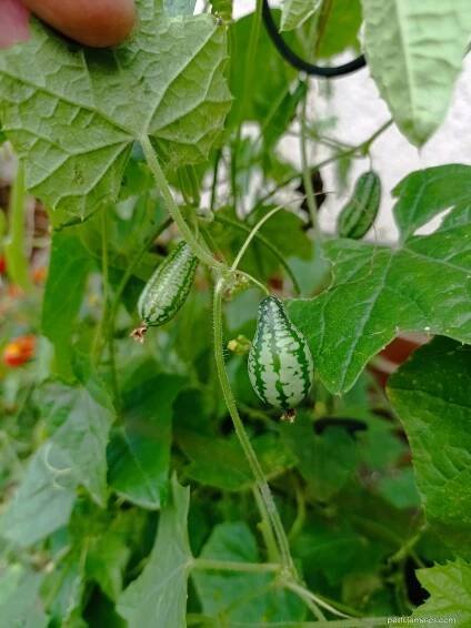 Melotrie - mexická miniokurka (Melothria scabra)