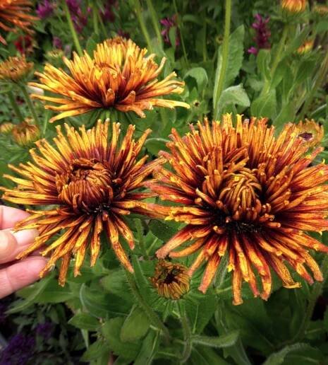 Waterwise Gardening Rudbeckia hirta Chim Chiminee p #Gardening #DroughtTolerant #DroughtResistant #BeneficialForPollinators #GardeningForPollinators #Waterwise #WaterwiseGarden 