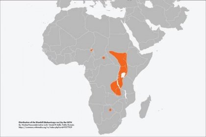 Shoebill stork Distribution map in Africa