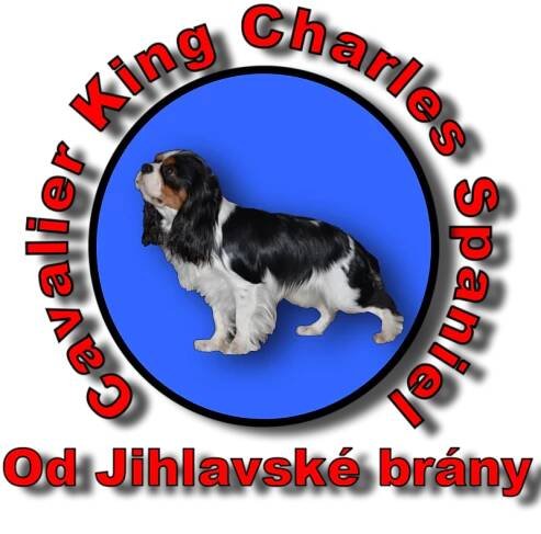 Kontakt - Kavalír King Charles Španěl