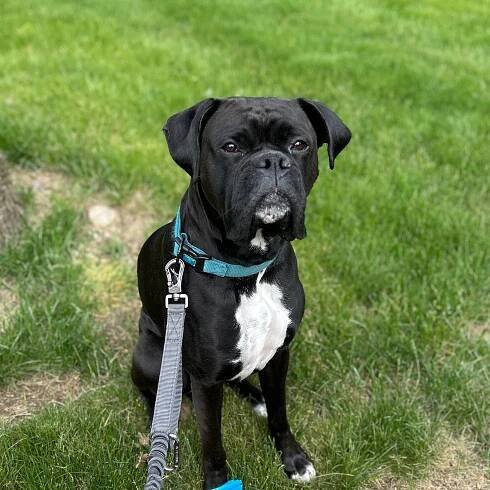 Meet the therapy dogs — Jacqueline Lomando, LMHC