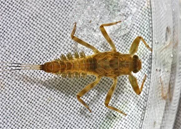Drunella coloradensis – Wikipedie