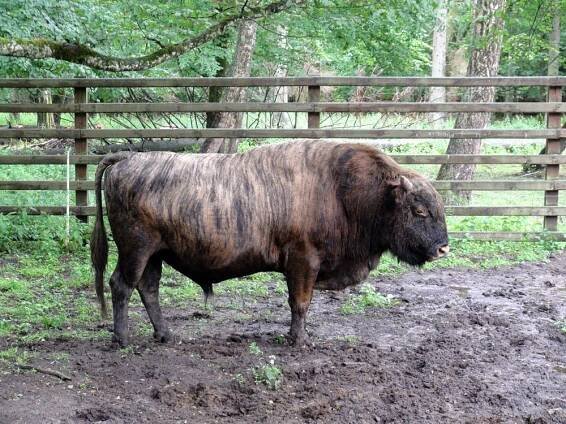 Obrázek - Bison bonasus × Bos primigenius f. taurus (zubroň) | BioLib.cz