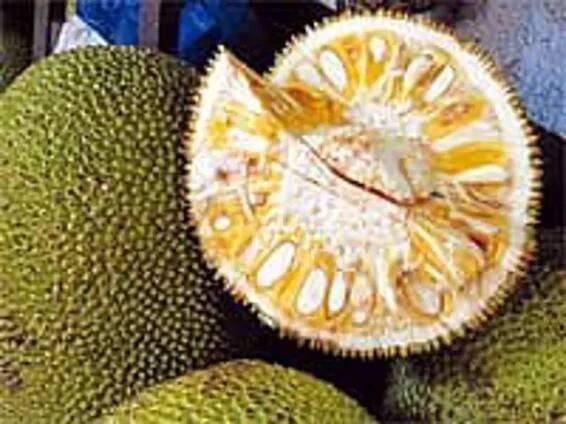jackfruit - chlebovník