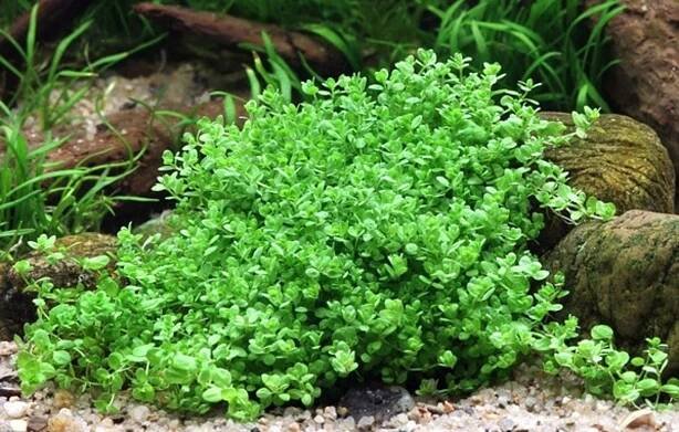 Dennerle Plants Hemianthus callitrichoides 'Cuba' - olibetta Česká republika 