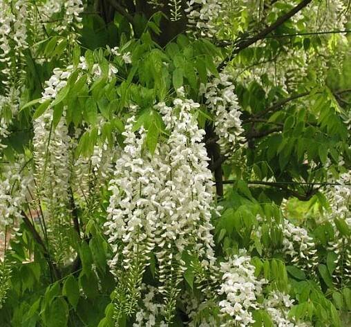 Vistárie čínská 'Alba' - Wisteria sinensis 'Alba'
