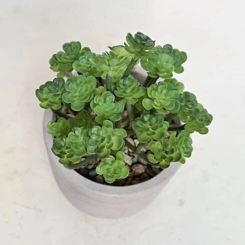 Umělý sukulent 15 cm - Květináče.cz