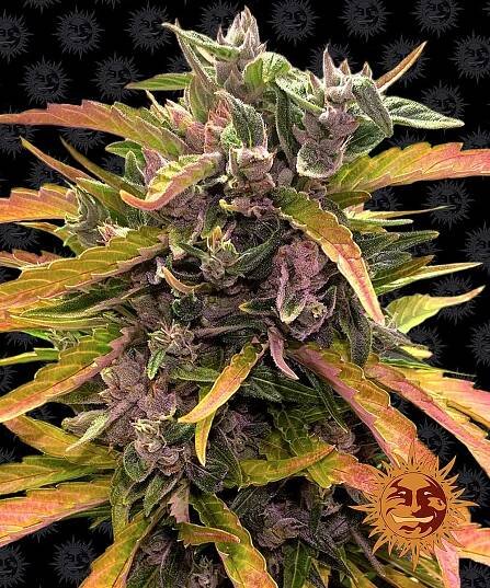 Gorilla Glue Auto - autoflowering semena marihuany 10 ks Barney ́s Farm