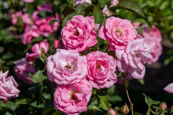 Learn How to Grow and Care for Rose Bushes