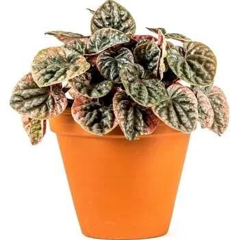 Gardners Peperomia caperata Abricos, průměr 11 cm Peperomie, pepřinec