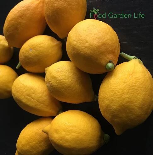 Lemon Leaf Uses – Recipes for Lemon Leaves from Your Potted Lemon Tree — Food Garden Life: Edible Garden, Vegetable Garden