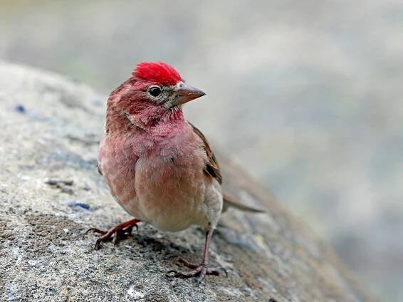 cassin's finch