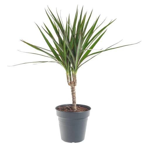 Dračinec vroubený, Dracaena marginata, květináč 12cm skladem
