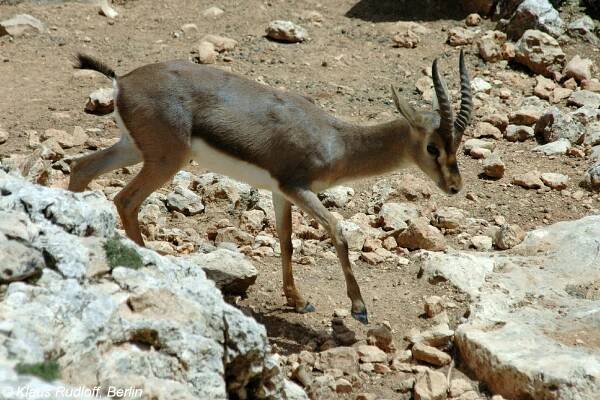 Gazella gazella (gazela obecná) | BioLib.cz