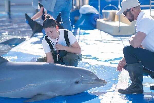 Marineland Mallorca Delfines